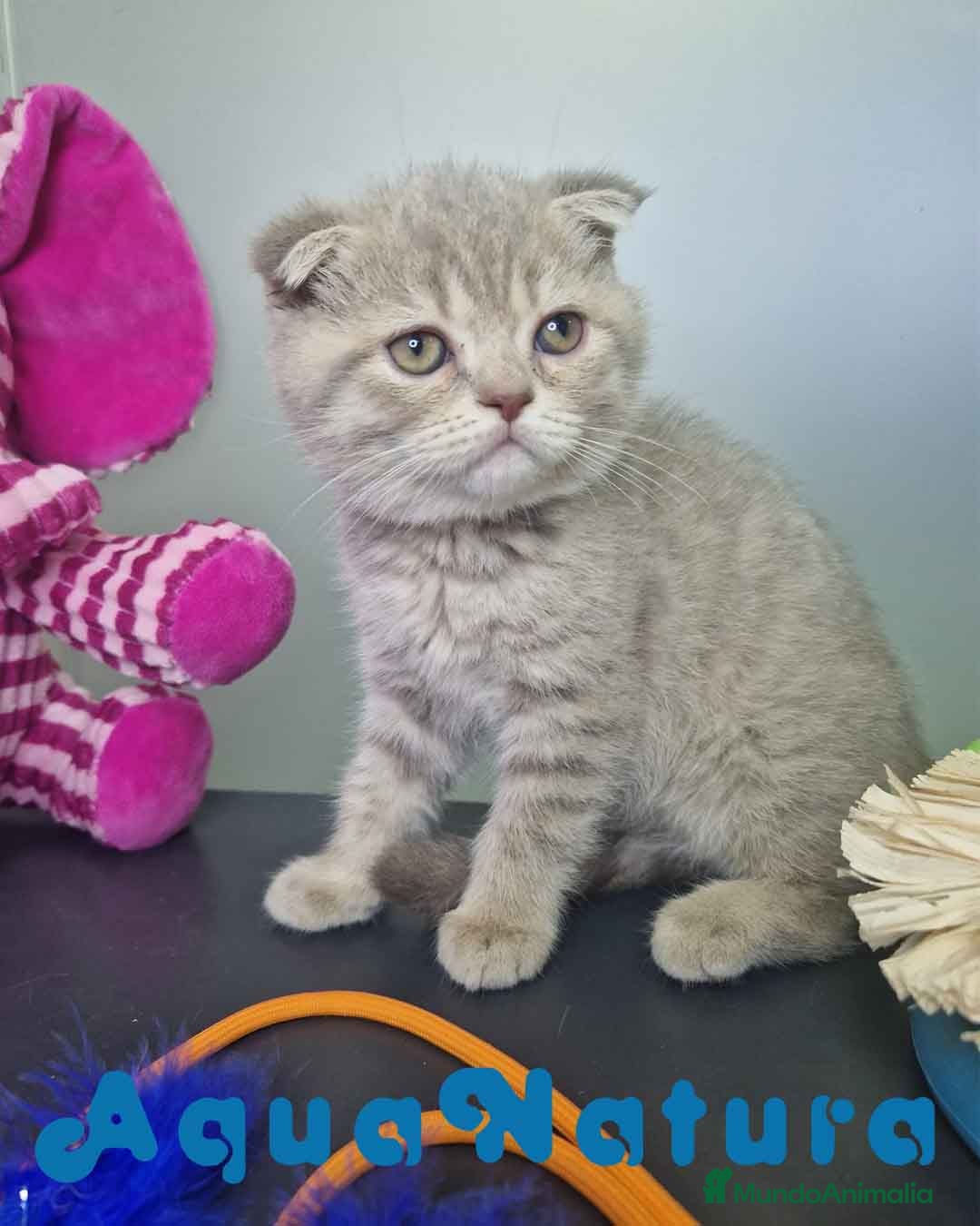Scottish Fold gatos Scottish Fold Macho 7913 AQUANATURA - Anuncio 17