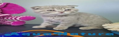 Scottish Fold 