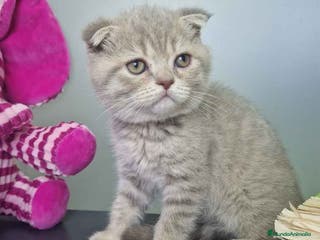 Scottish Fold gatos Scottish Fold Macho 7913 AQUANATURA - Anuncio 3