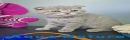 Scottish Fold gatos en venta: Scottish Fold Macho 7913 AQUANATURA - Anuncio 1
