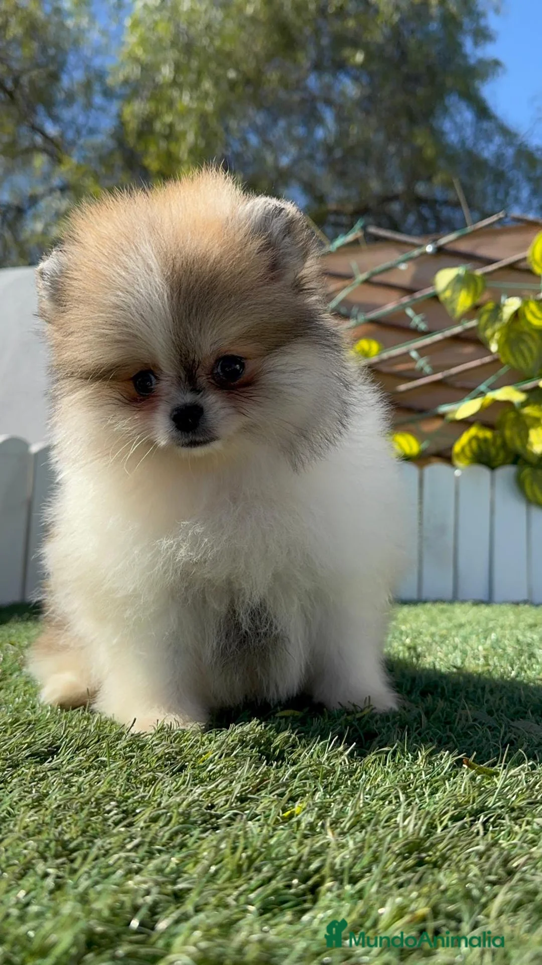 Pomerania perros en venta: POMERANIA - Anuncio 12