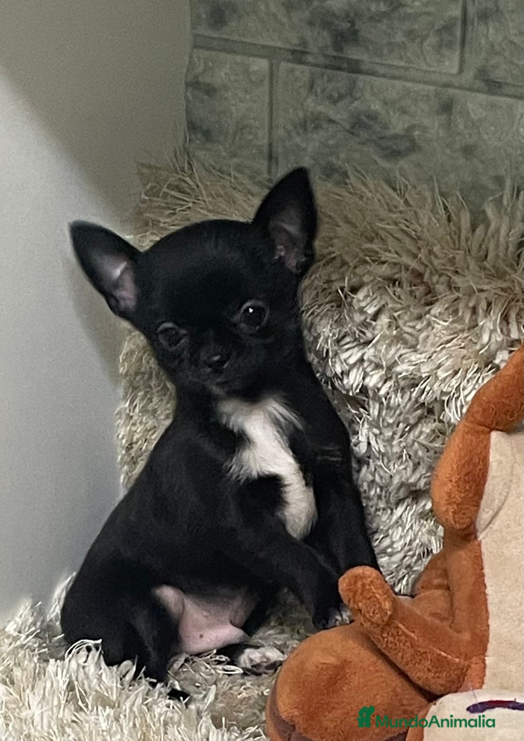 Chihuahua perros en venta: Chihuahuas Machos  - Anuncio 7