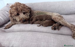 Caniche Toy perros en venta: CANICHE TOY  - Imagen 3