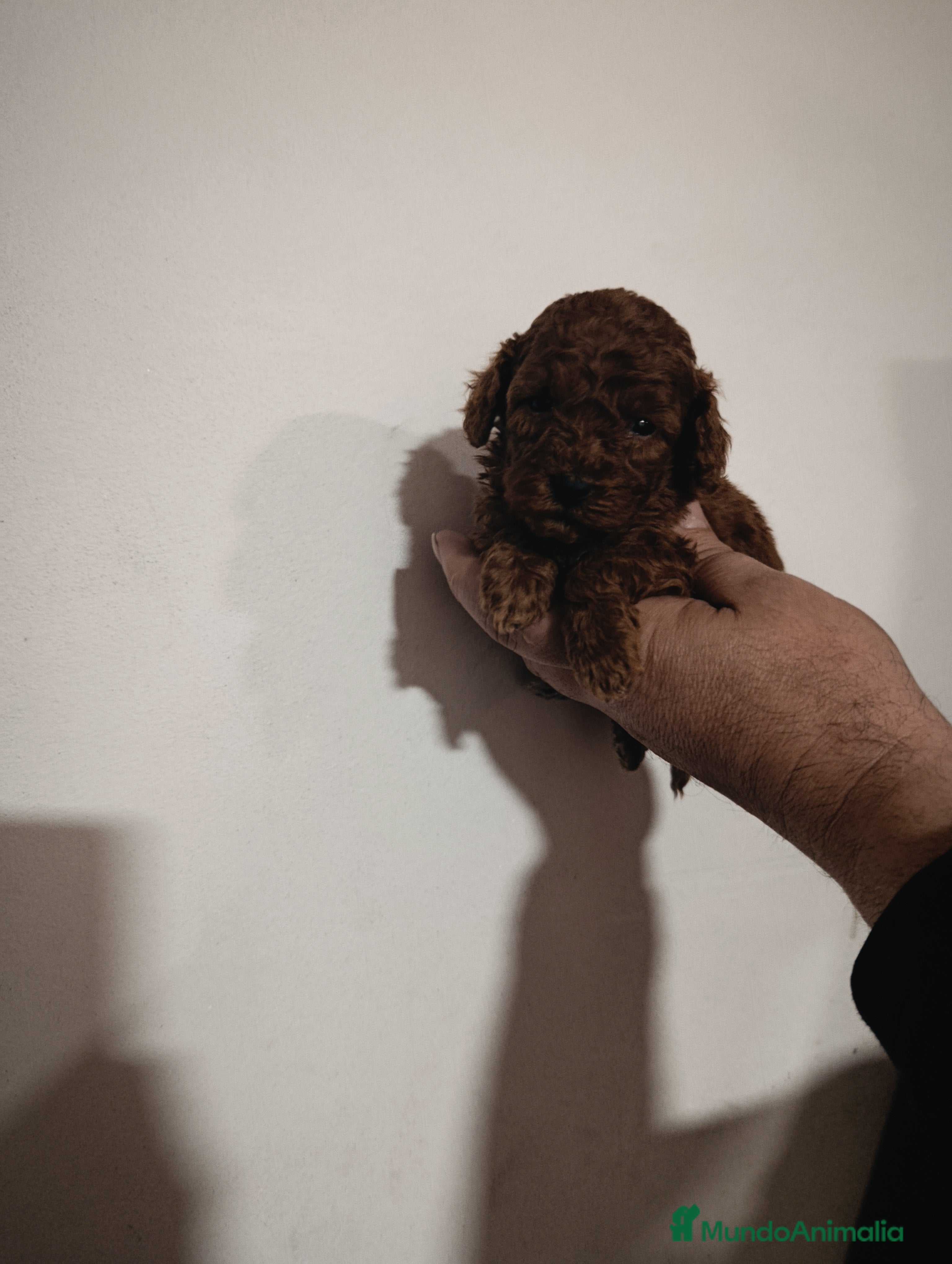 Caniche Toy perros Caniche toy rojo asiatico 50% - Anuncio 18