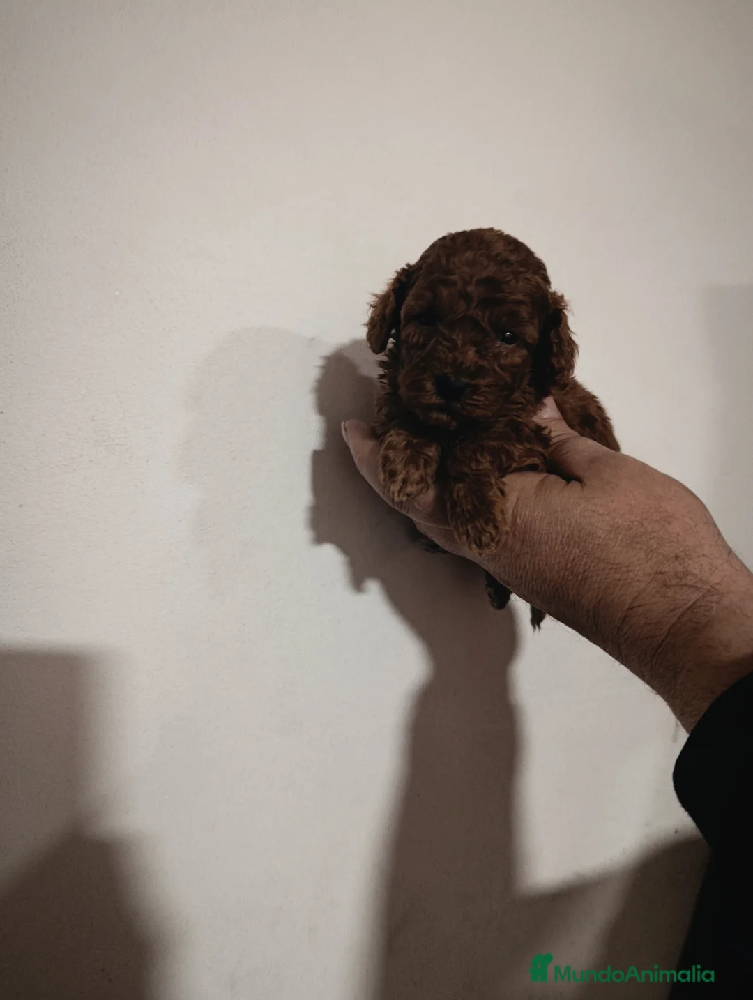 Caniche Toy perros en venta: Caniche toy rojo asiatico 50% - Anuncio 2