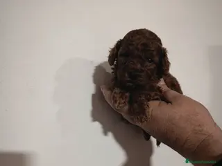 Caniche Toy perros Caniche toy rojo asiatico 50% - Anuncio 18