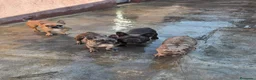 Bulldog Francés perros en venta: Atención criadores  - Anuncio 5