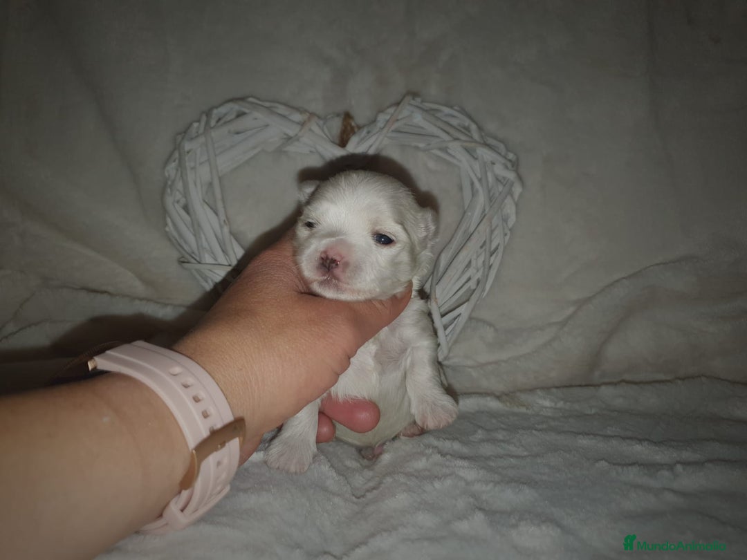 Bichón Maltés perros en venta: Bichón maltés toy - Anuncio 2