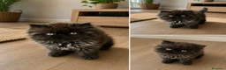 Persa gatos en venta: Gatito criado en casa - Anuncio 3