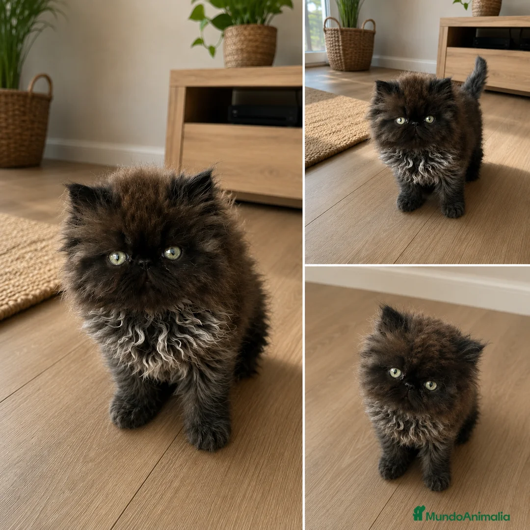 Persa gatos en venta: Gatito criado en casa - Anuncio 3