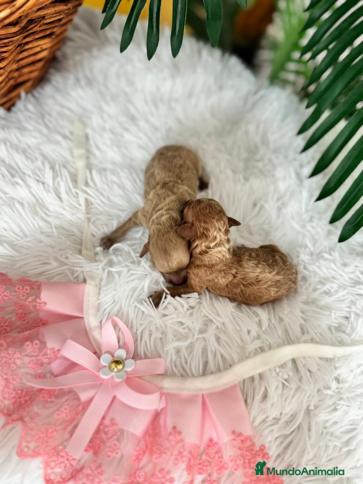 Caniche Toy perros CANICHE TOY HEMBRAS - Anuncio 2