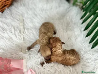 Caniche Toy perros CANICHE TOY HEMBRAS - Anuncio 2