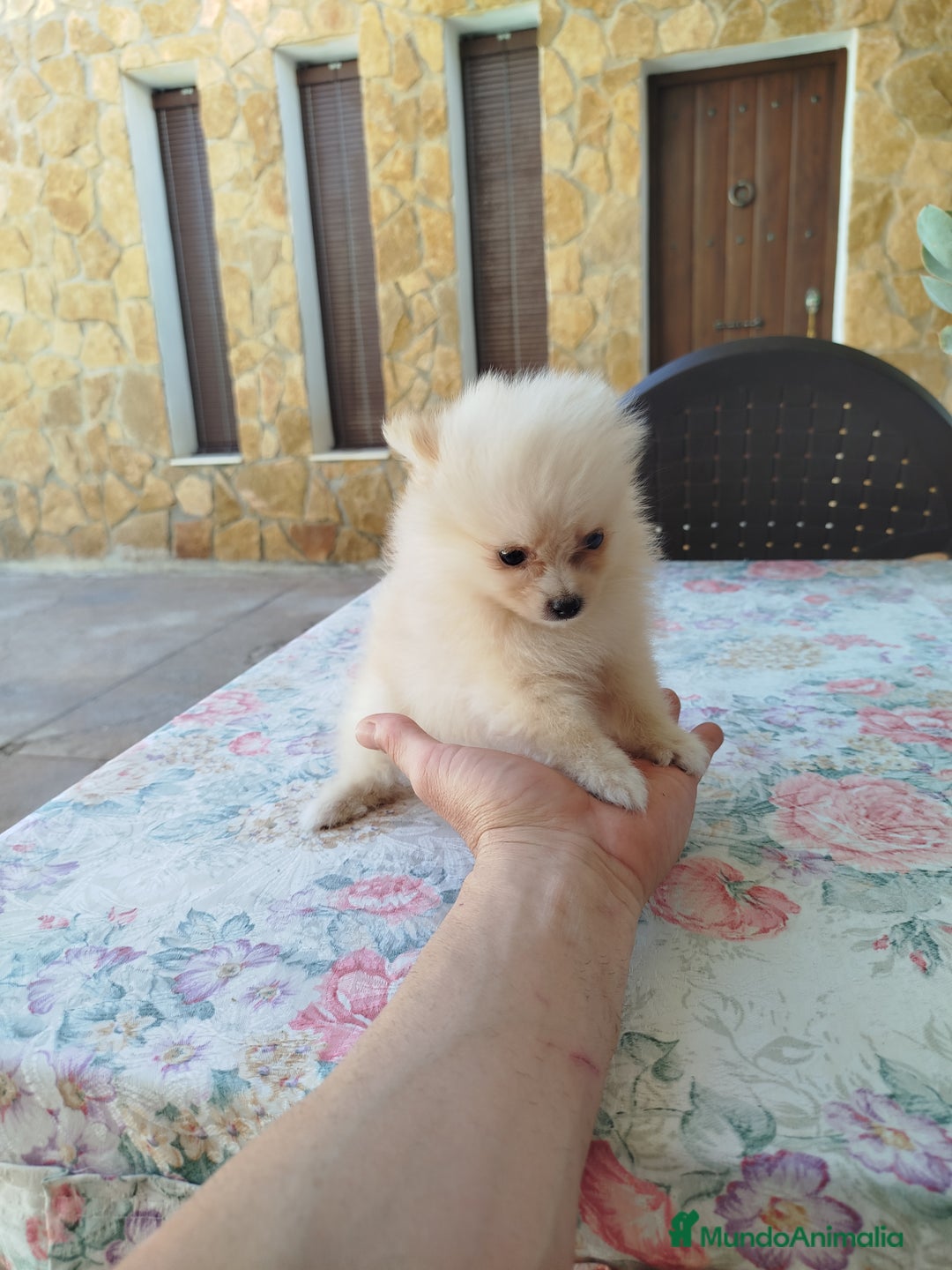 Pomerania perros en venta: Lulú de pomerania  - Imagen 3