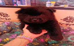Chow Chow perros en venta: CACHORROS DE CHOW-CHOW  - Imagen 5