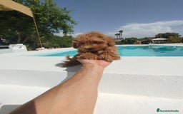 Maltipoo perros en venta: Maltipoo  - Imagen 6