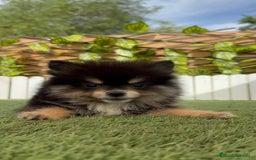 Pomerania perros en venta: POMERANIA HEMBRA LISTA PARA ENTREGAR - Imagen 13