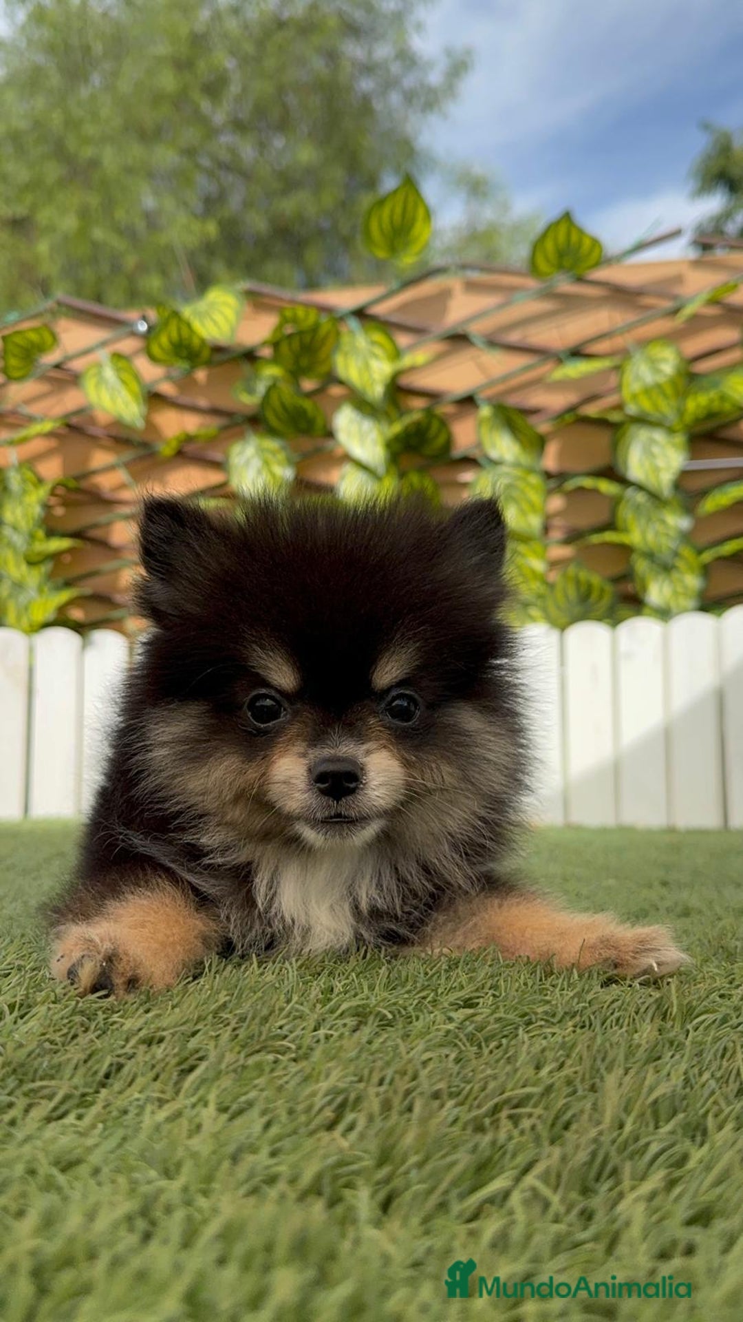 Pomerania perros en venta: POMERANIA HEMBRA LISTA PARA ENTREGAR - Imagen 13