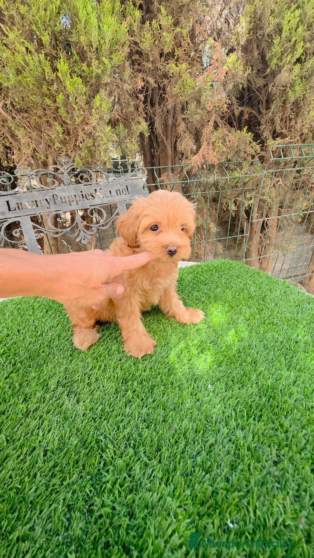 Maltipoo perros en venta: Maltipoo  - Imagen 4