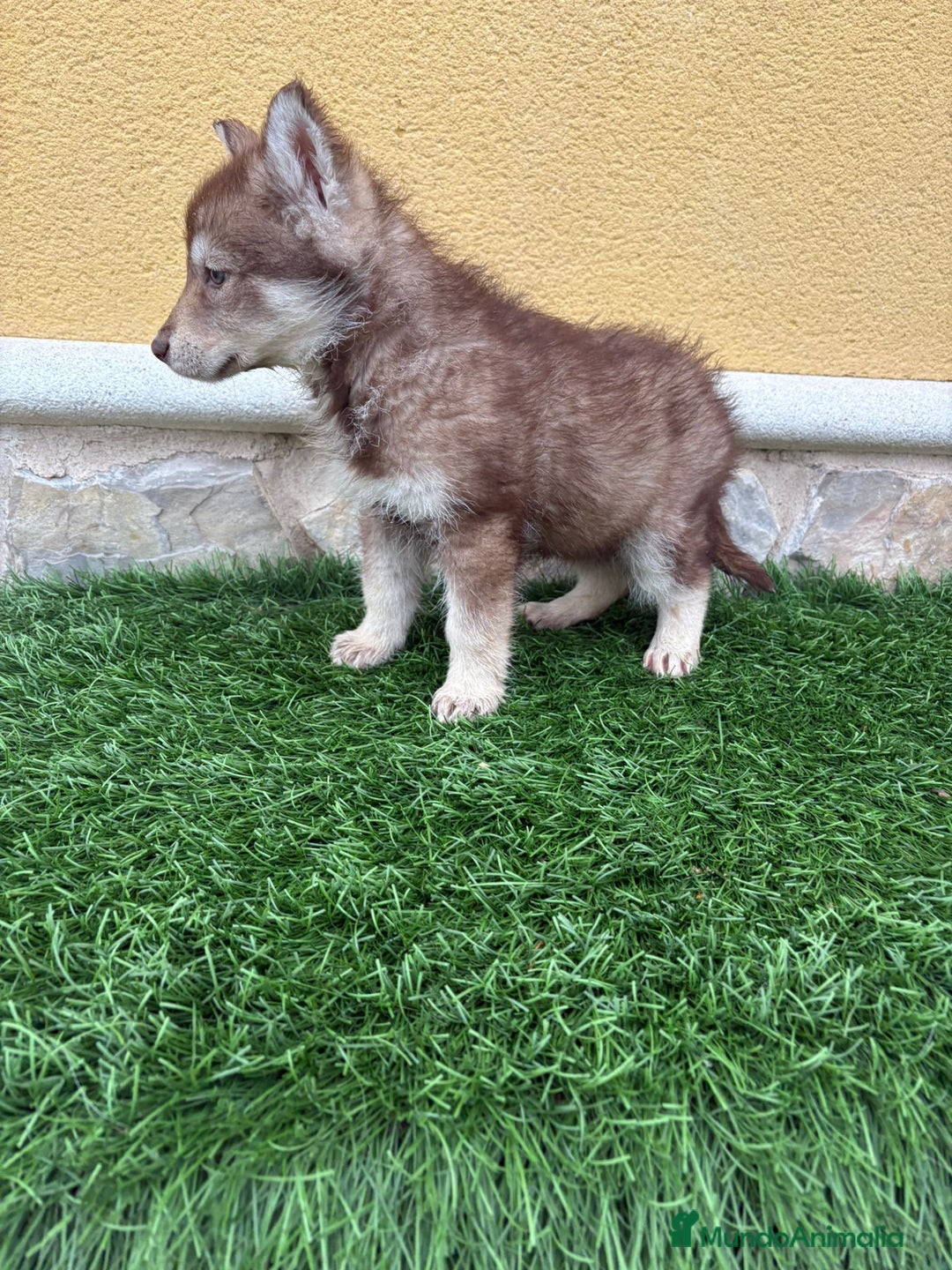 Husky Siberiano perros en venta: Hembra Husky Siberiano roja  - Anuncio 14