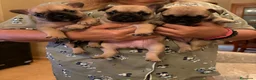 Bulldog Francés perros en venta: Bulldog francés  - Anuncio 1