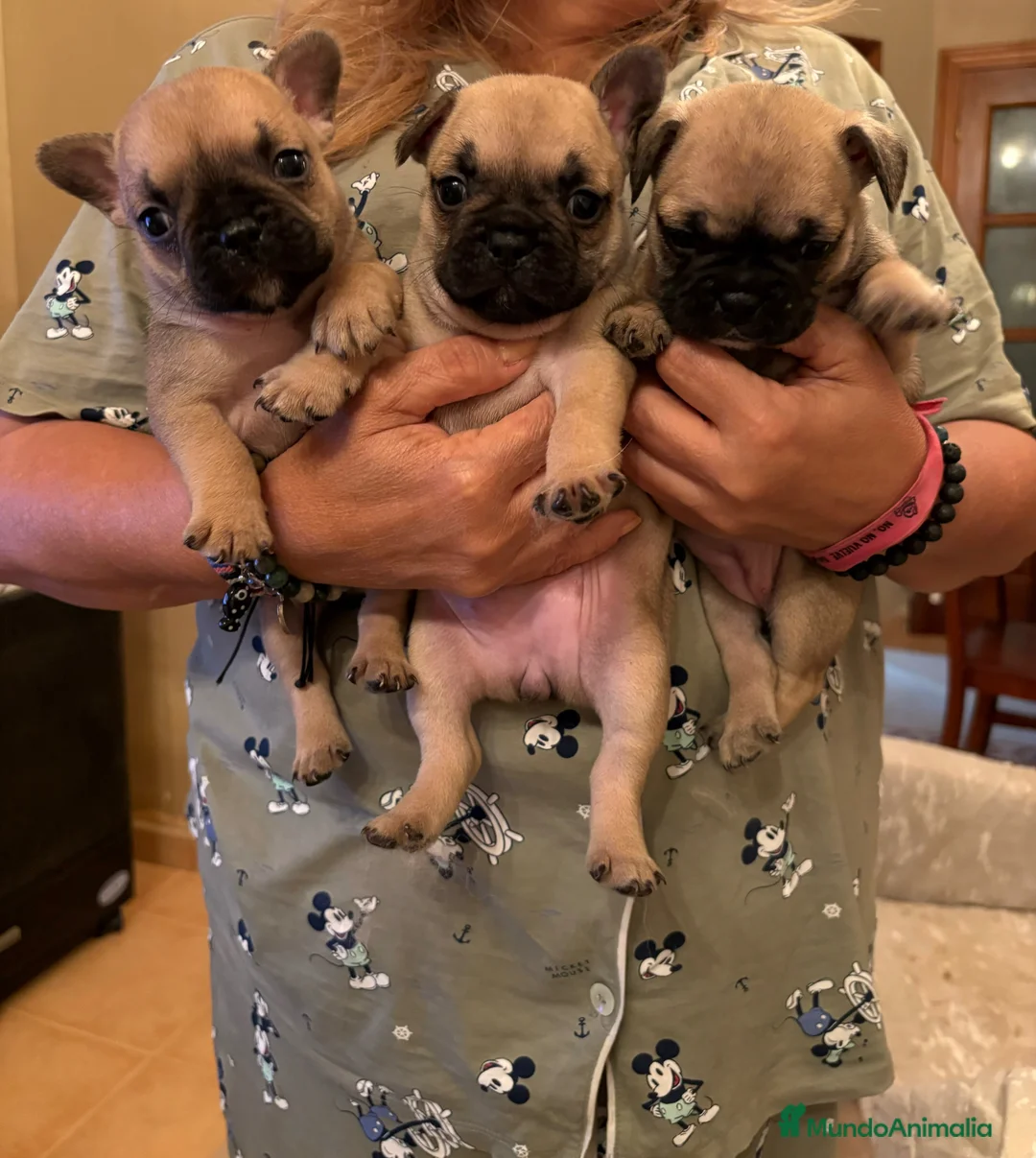 Bulldog Francés perros en venta: Bulldog francés  - Anuncio 1
