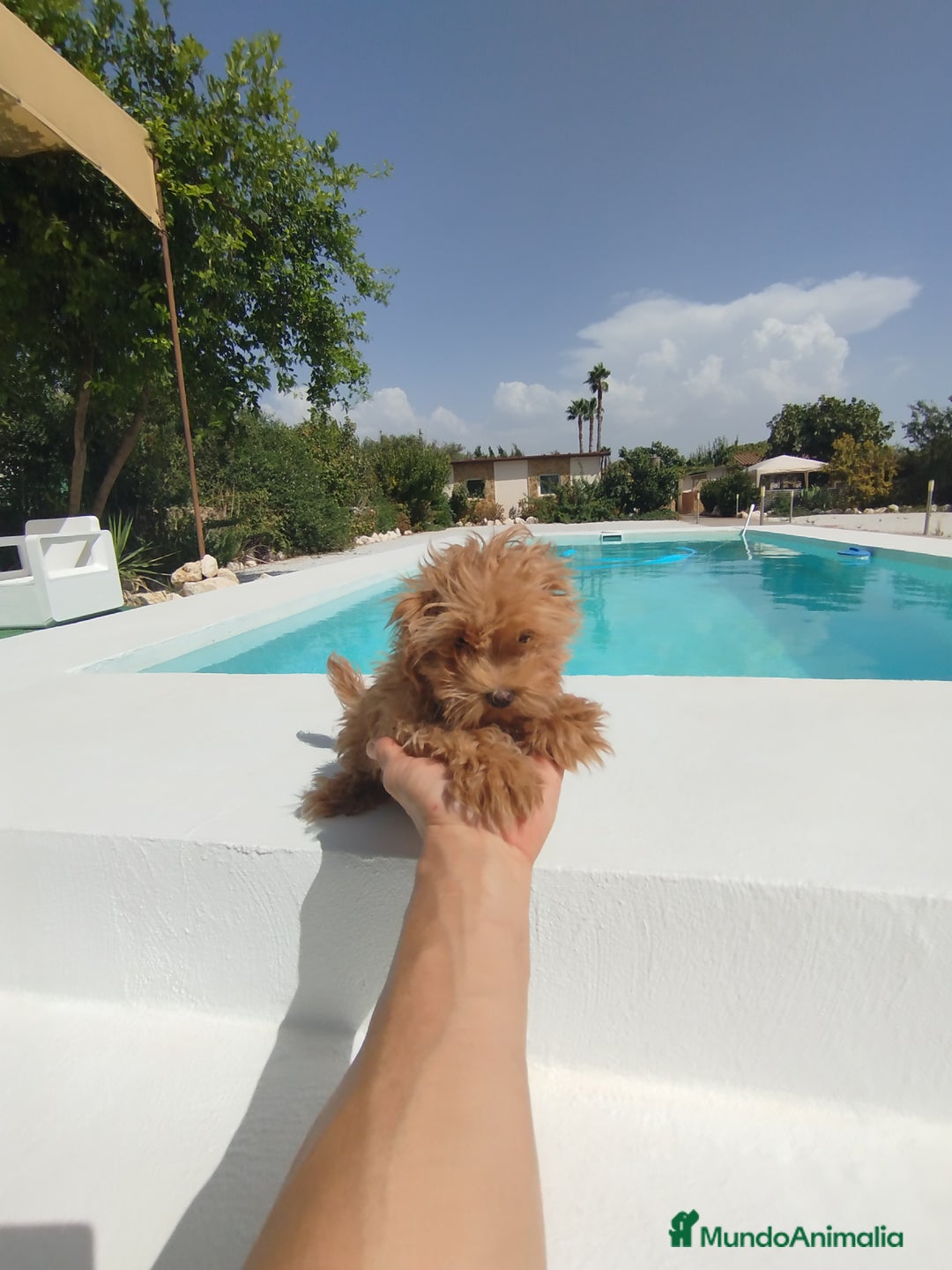 Maltipoo perros en venta: Maltipoo hembra  - Anuncio 4