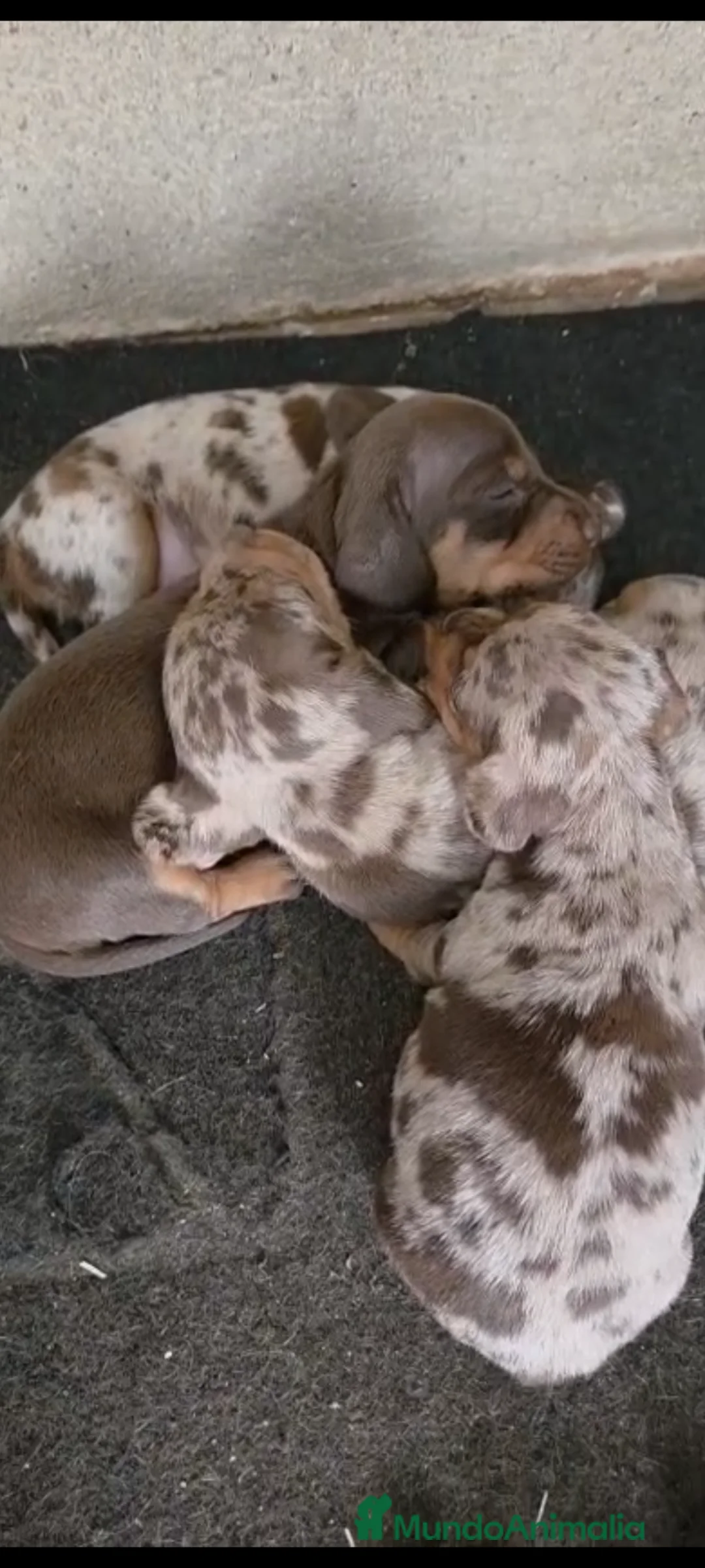 Teckel Miniatura perros en venta: Teckel miniatura merle chocolate - Anuncio 1