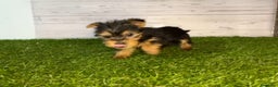 Yorkshire Terrier perros en venta: Yorkshire Toy   en Granada - Anuncio 1