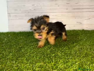 Yorkshire Terrier perros Yorkshire Toy en Granada - Anuncio 1