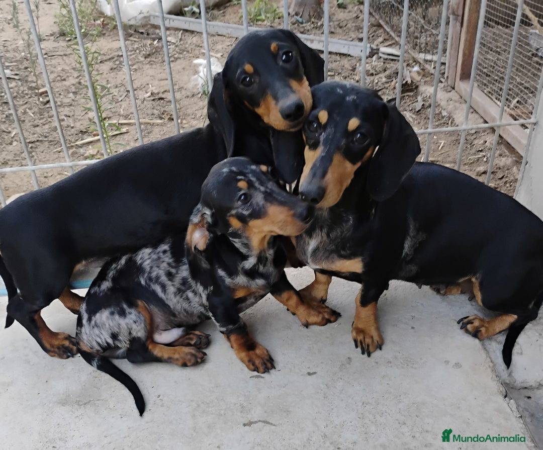 Teckel perros en venta: Cachorros teckel  - Imagen 1