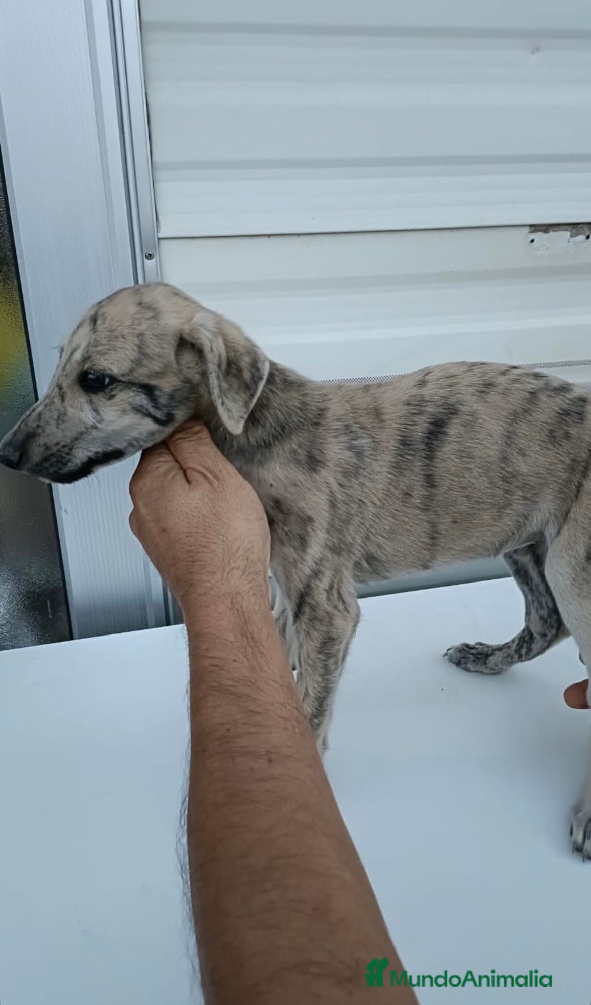 Galgo Español perros camada galgo español - Anuncio 1