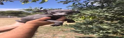 Pequeño Lebrel Italiano perros en venta: Pequeño Lebrel Italiano Galgo Italiano Piccolo  - Anuncio 8