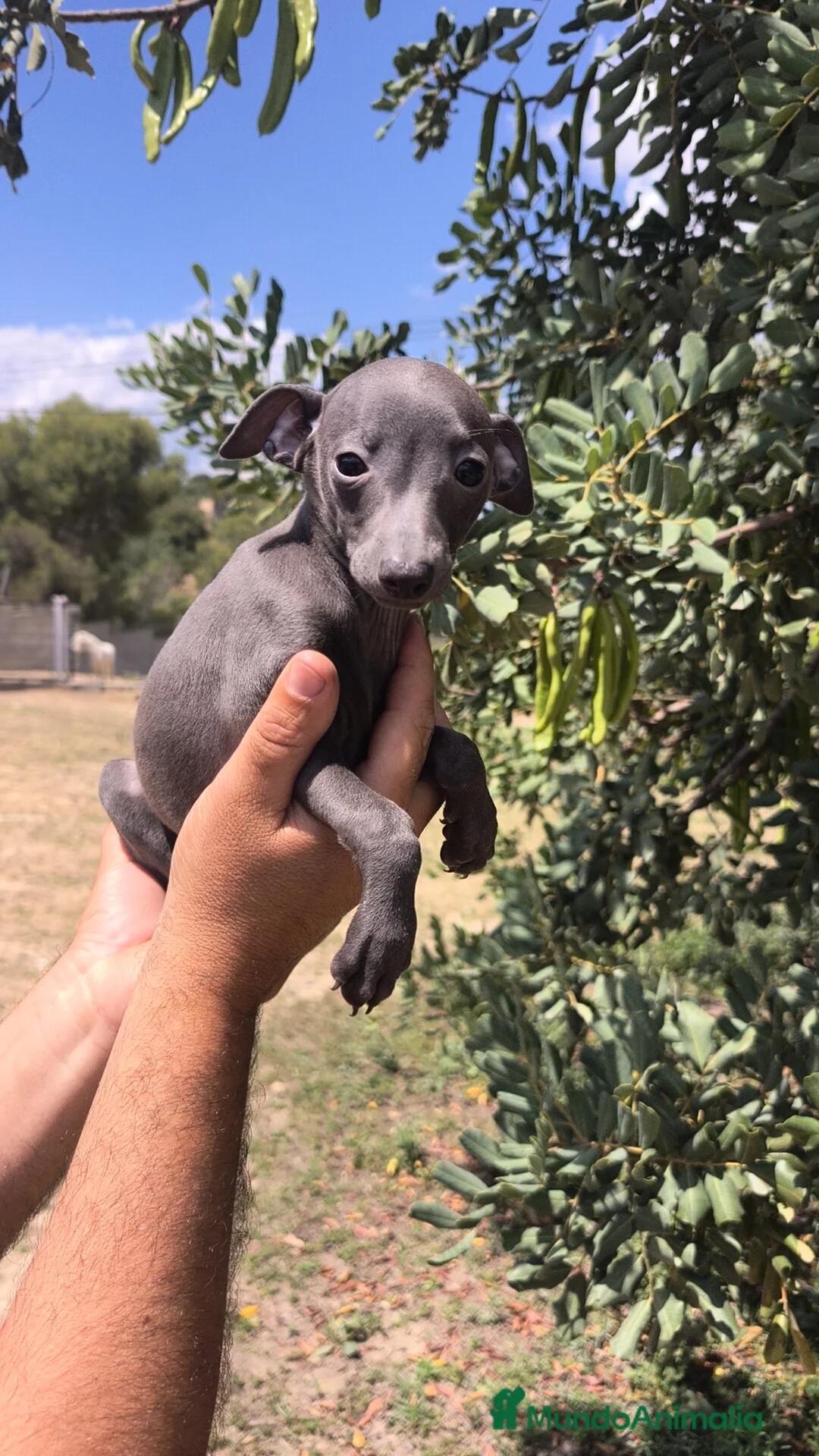 Pequeño Lebrel Italiano perros en venta: Pequeño Lebrel Italiano Galgo Italiano Piccolo  - Anuncio 8