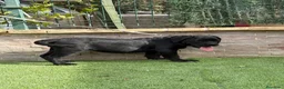 Cane Corso perros en venta: Cachorra cane corso  - Anuncio 4