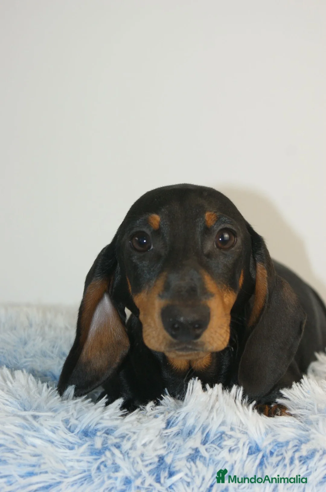 Teckel Miniatura perros en venta: CACHORRITOS DE TECKEL MINI N/F - Anuncio 4