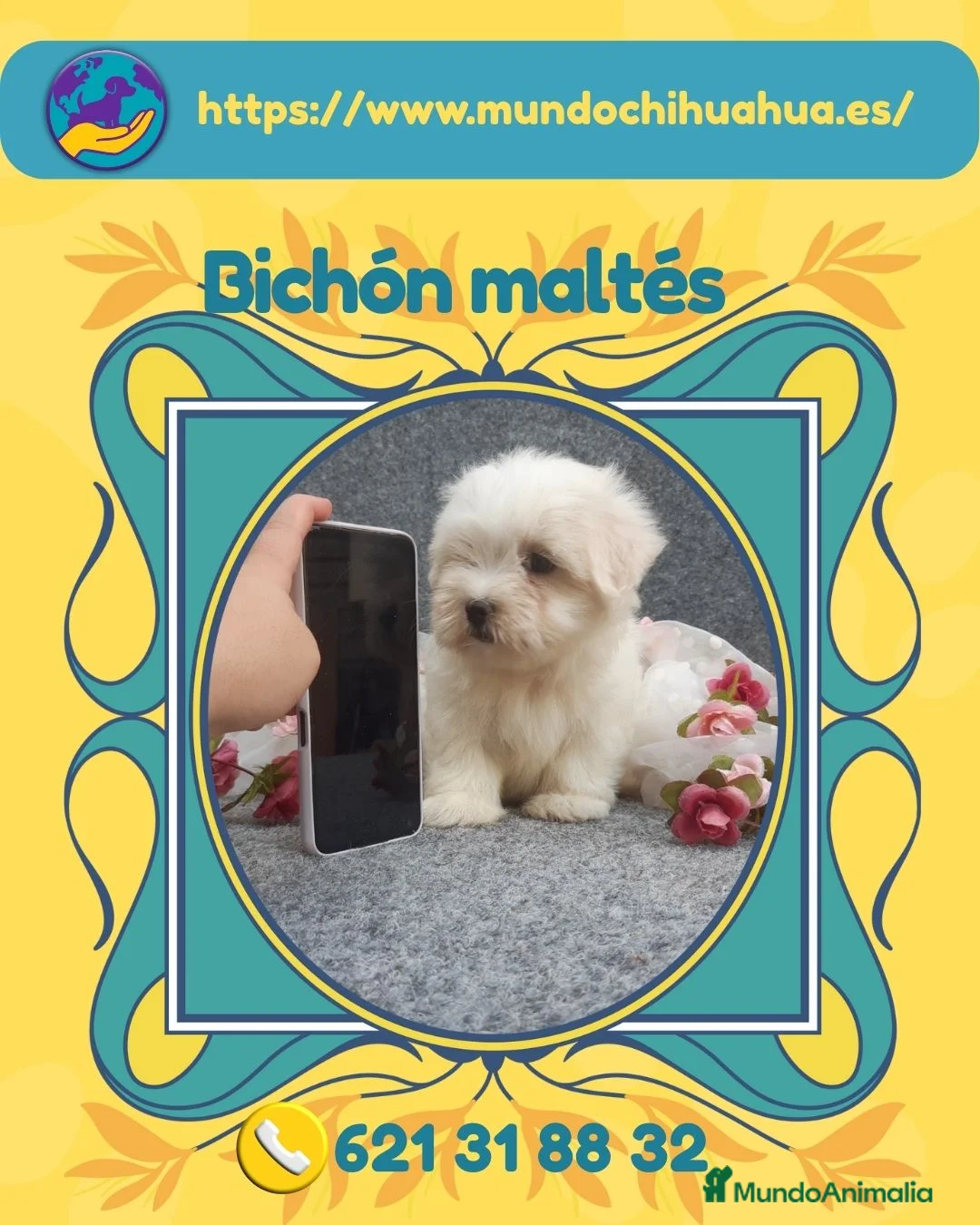 Bichón Maltés perros en venta: Bichón maltes enano disponible 🎀 - Anuncio 1