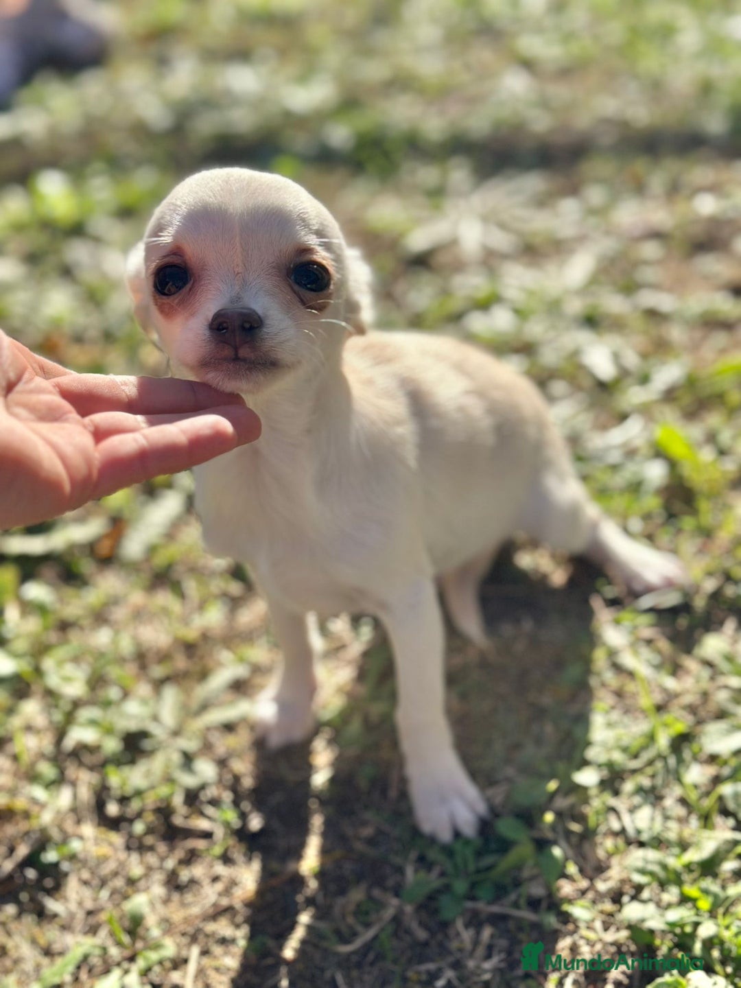 Chihuahua perros en venta:  Chihuahua Microtoy blanco  - Anuncio 3