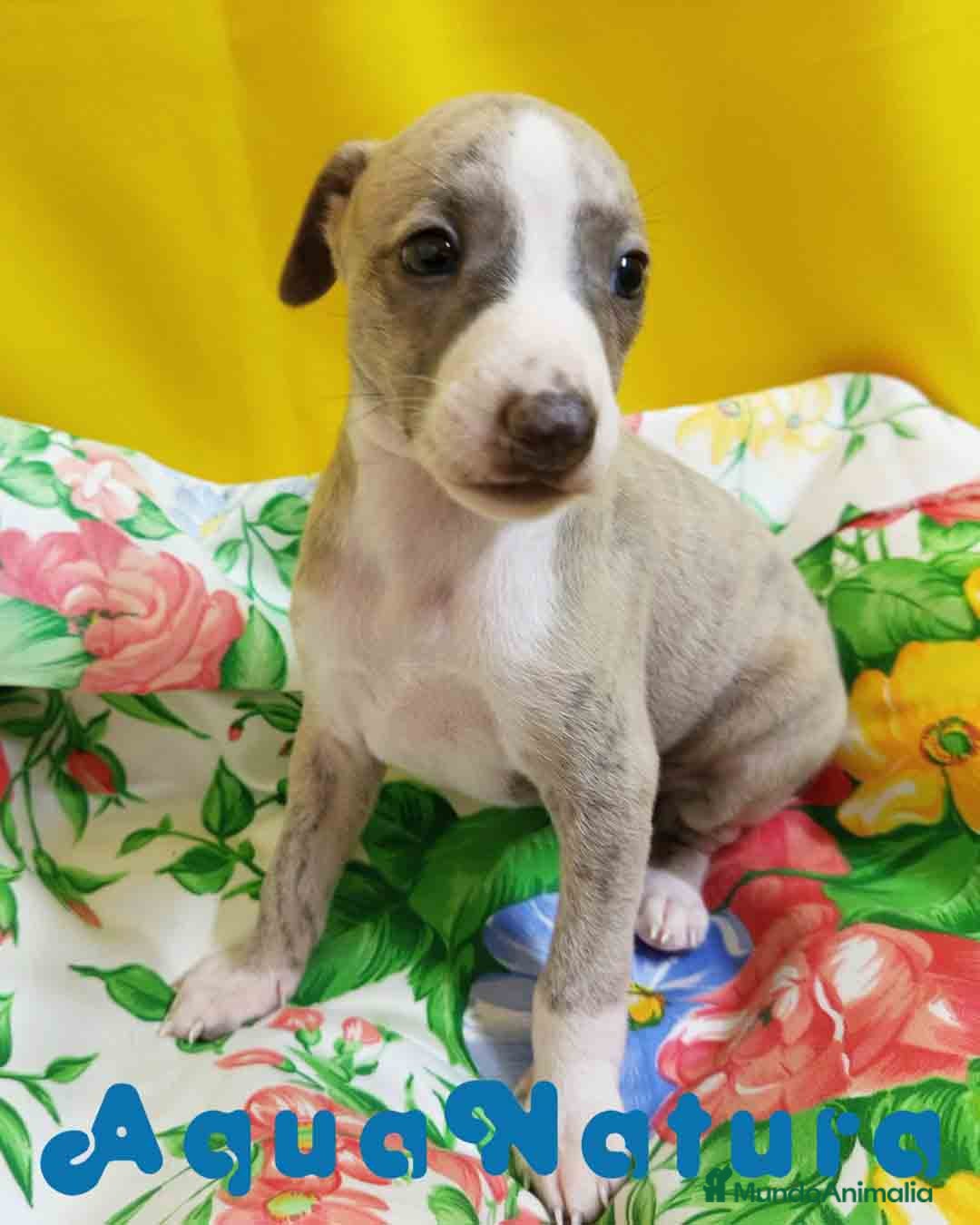 Pequeño Lebrel Italiano perros Lebrel Italiano Macho 4291 AQUANATURA - Anuncio 17