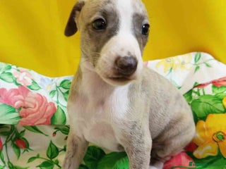 Pequeño Lebrel Italiano perros - Anuncio 32