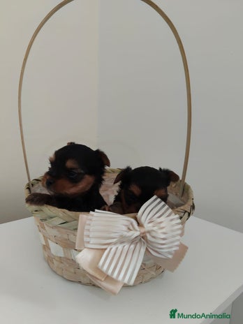 Yorkshire Terrier perros - Anuncio 9