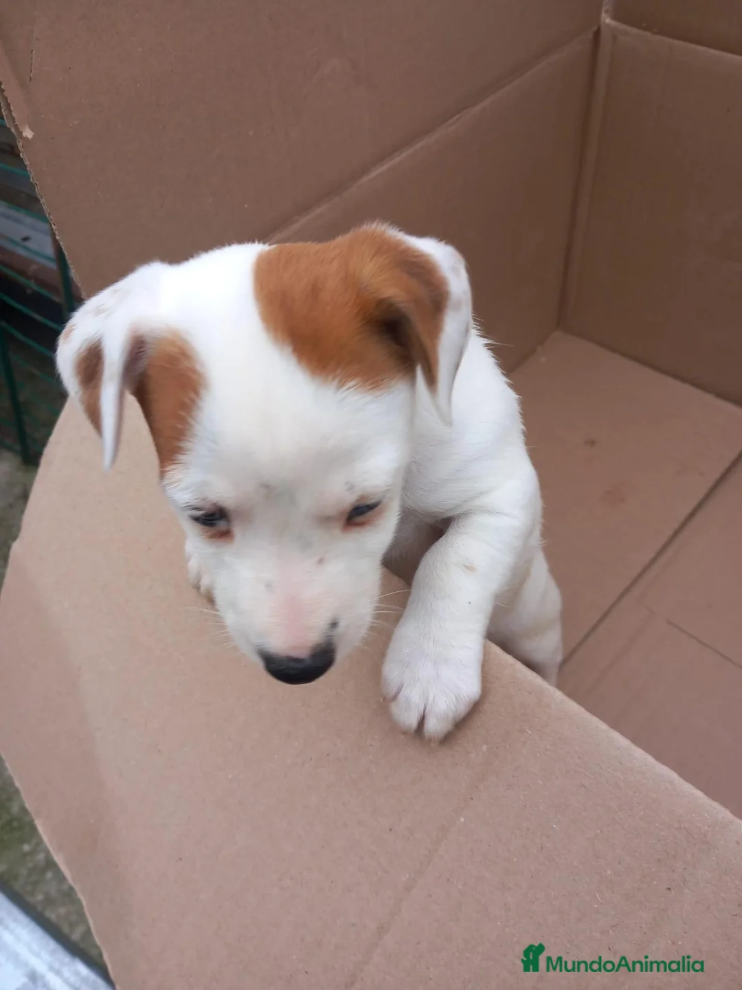 Jack Russell Terrier perros en venta: Jack Russell terrier  - Anuncio 6
