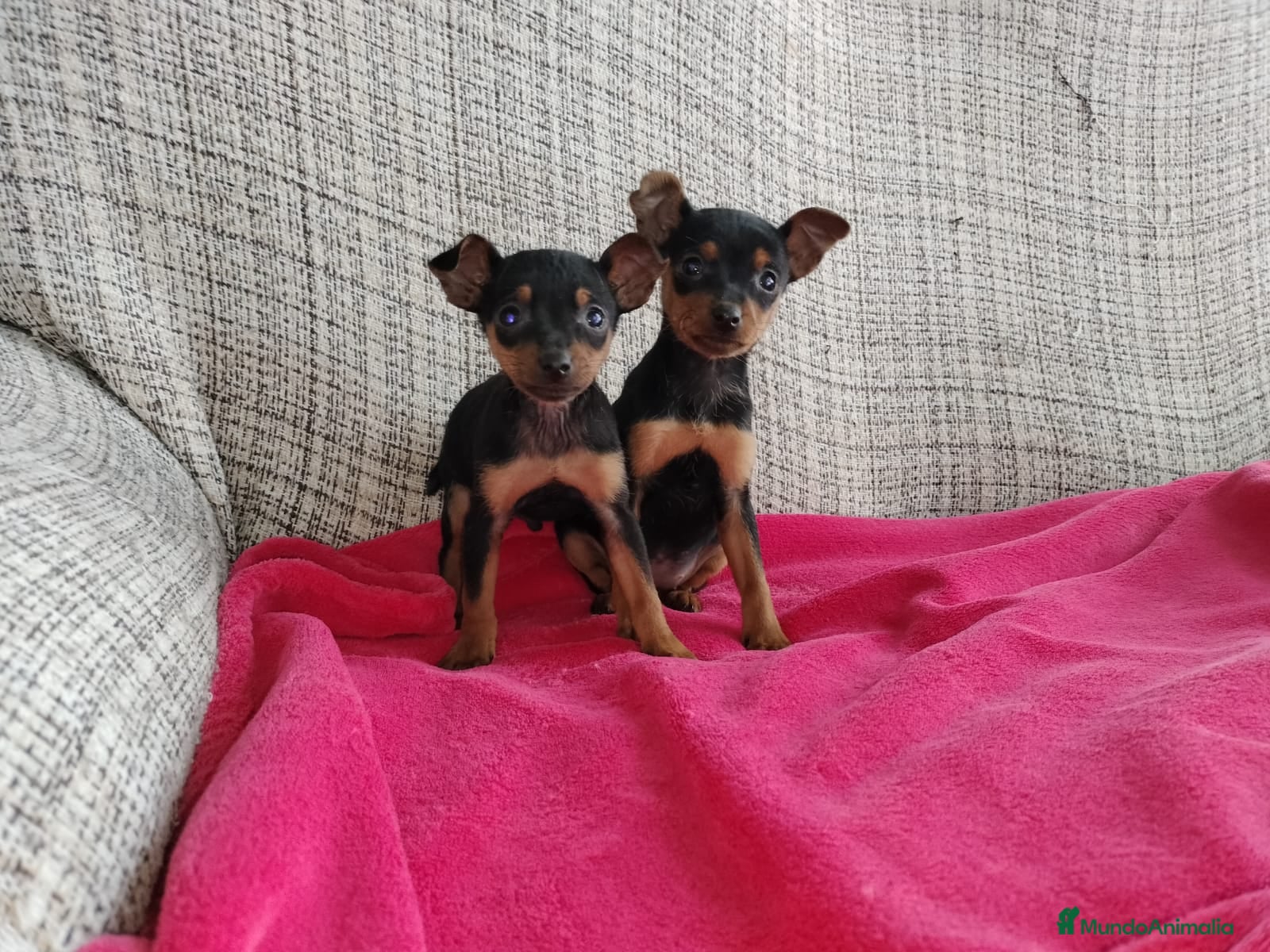 Pinscher Miniatura perros Pincher miniatura - Anuncio 2