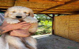 Goldendoodle perros en venta: Goldendoodle f1 - Imagen 3