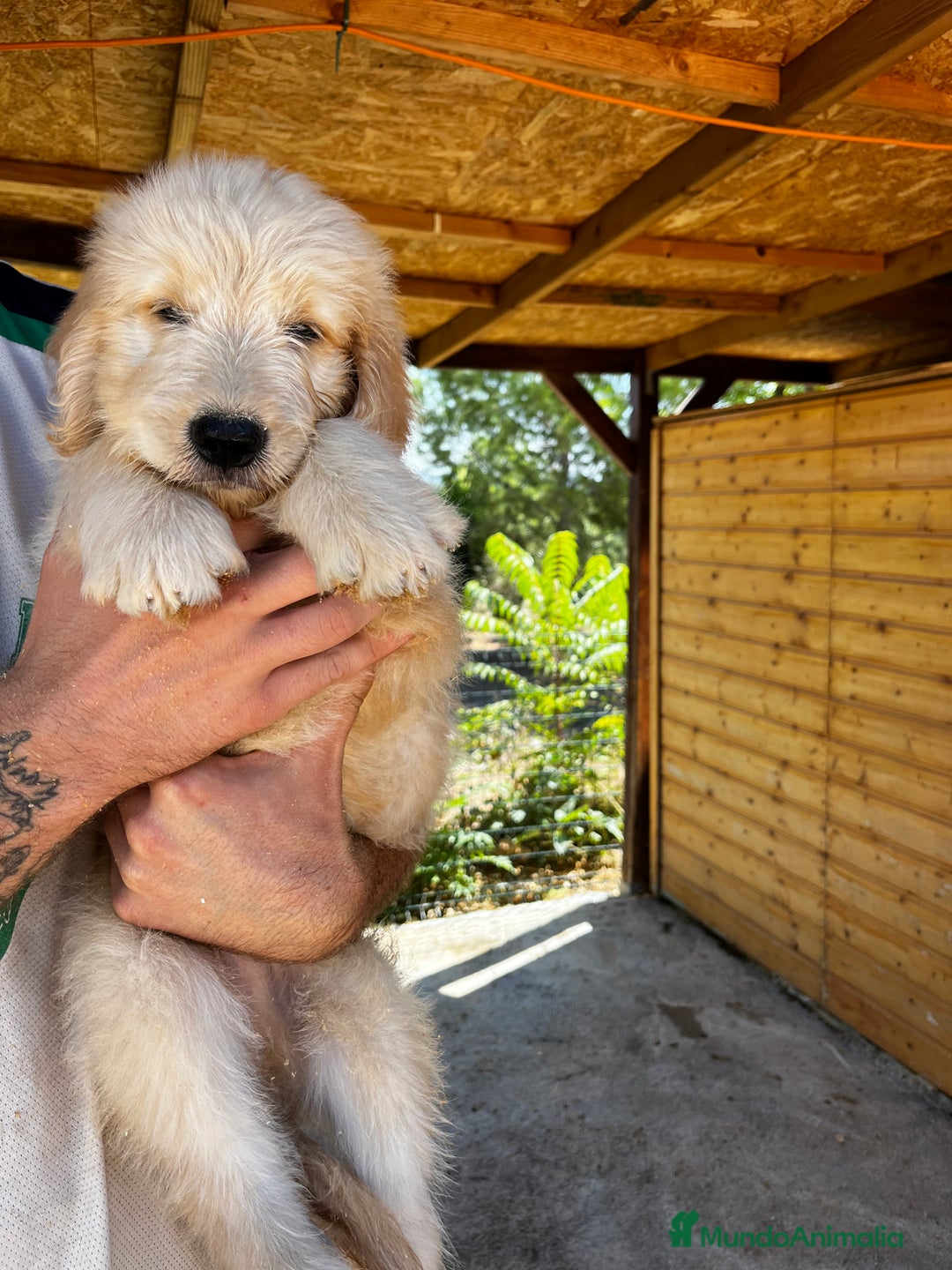 Goldendoodle perros en venta: Goldendoodle f1 - Imagen 3