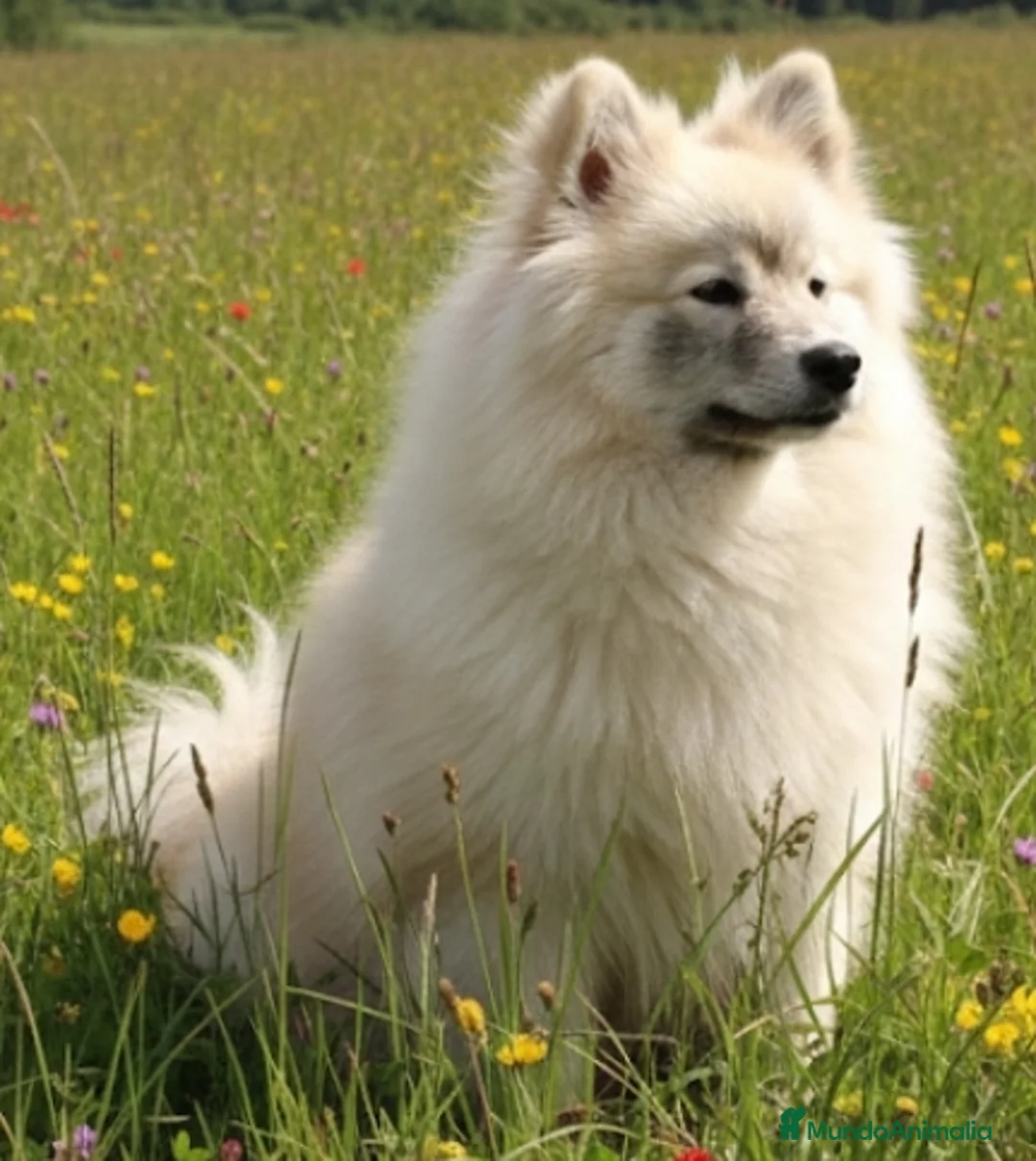 Pomsky perros en venta: Pomsky  - Anuncio 1