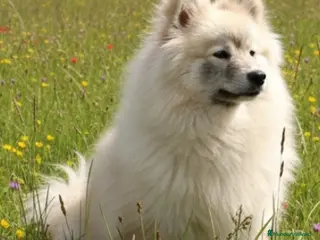 Pomsky perros Pomsky - Anuncio 1