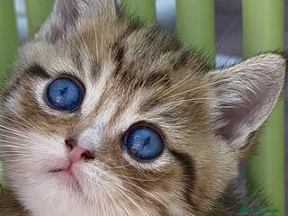 Británico de Pelo Corto gatos Británico gatitos - Anuncio 3