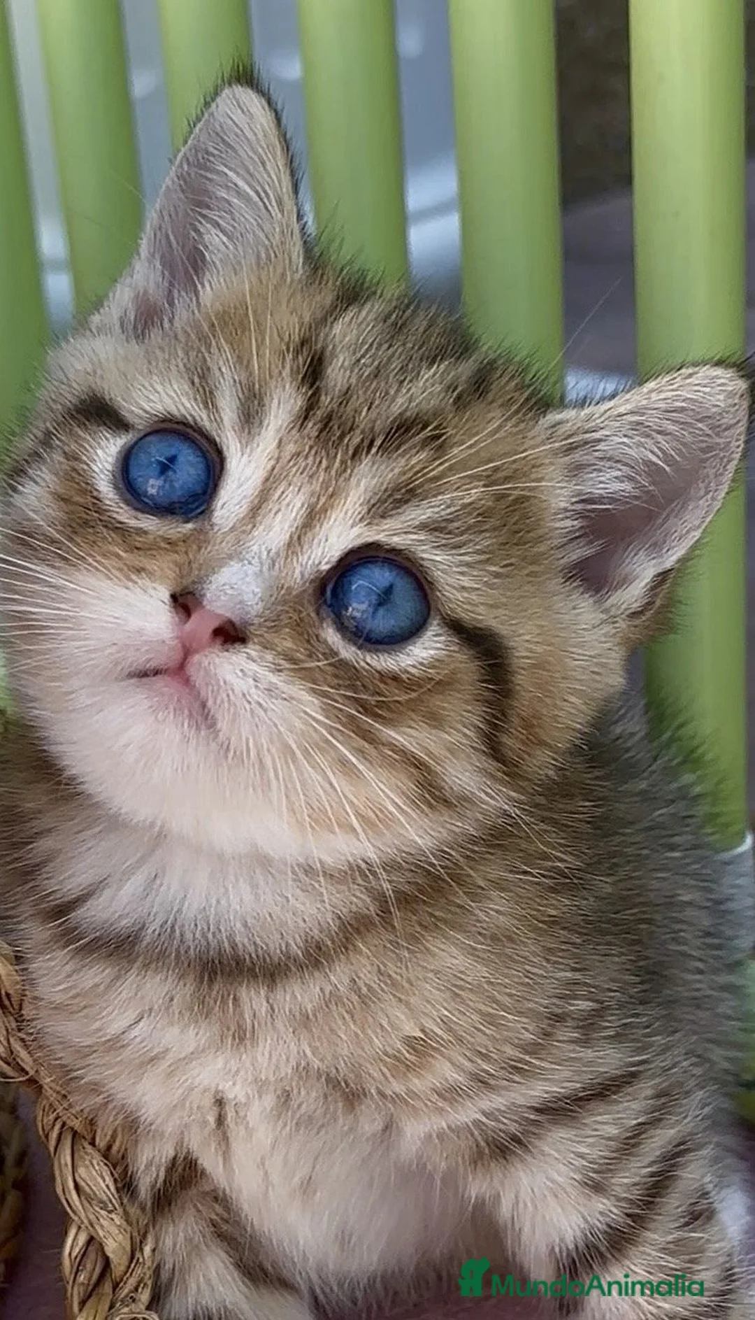 Británico de Pelo Corto gatos en venta: Británico gatitos  - Anuncio 1