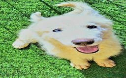 Husky Siberiano perros en venta: Husky siberiano  - Imagen 1