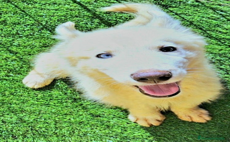 Husky Siberiano perros - Anuncio 12